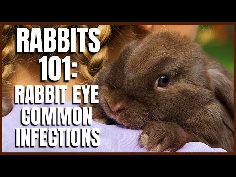Rabbit 101: Rabbit Eye Common Infections