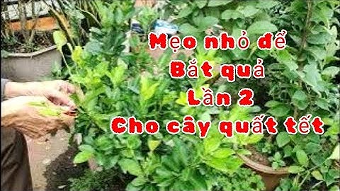 #6 Mẹo nhỏ trong quá trình bắt quả lần 2 cho cây quất tết 