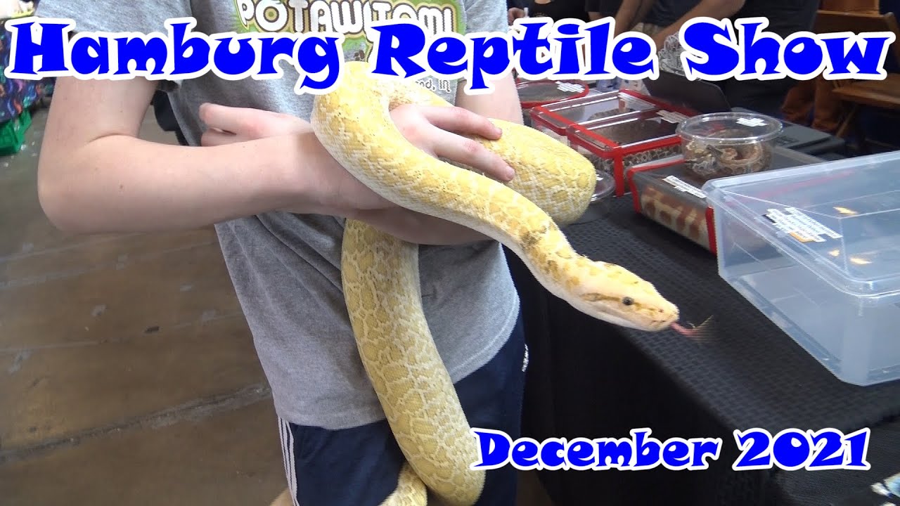 Hamburg Reptile Show December 2021 YouTube