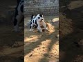 #buli dog #youtubeshorts #dangerous dog khobsorat video of the day