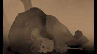 Simbas memories