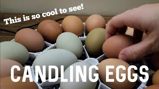 Inside the Egg: A Guide to Candling for Development