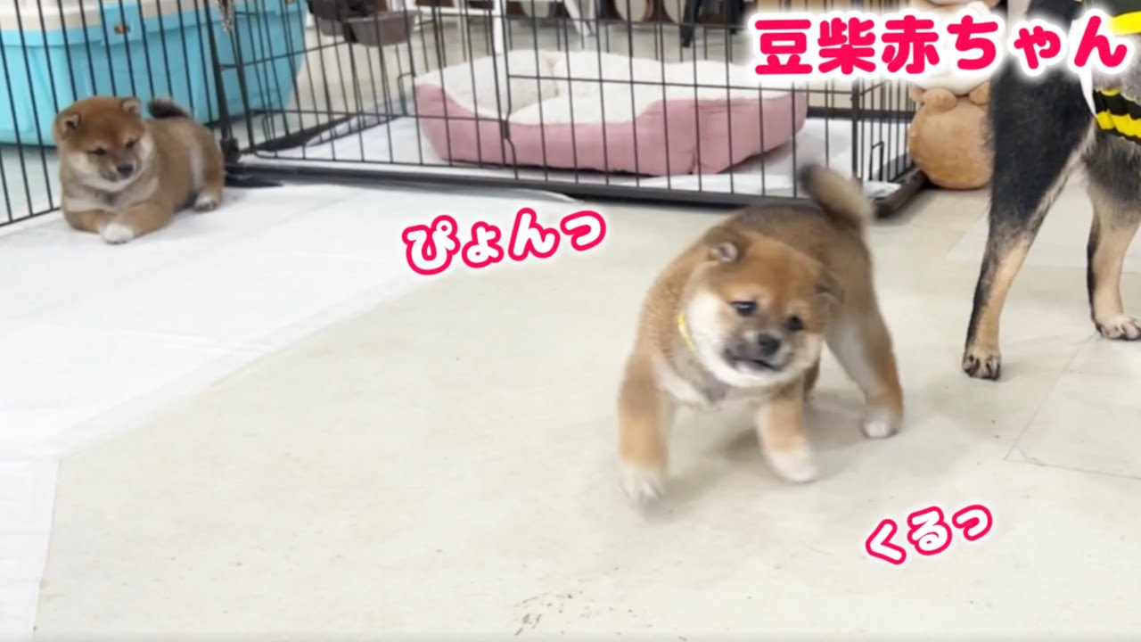 豆柴 755136 豆柴 - YouTube