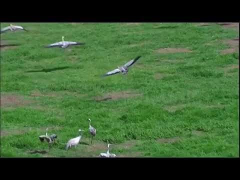 Common Crane Flying 