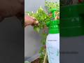 Receita para se livrar das pragas #cultivaremcasa #hortaemcasa #horta #hortaorganica