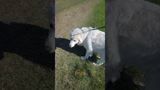 #love #canadalife #cute #funny #pets #dog #dogs #happy