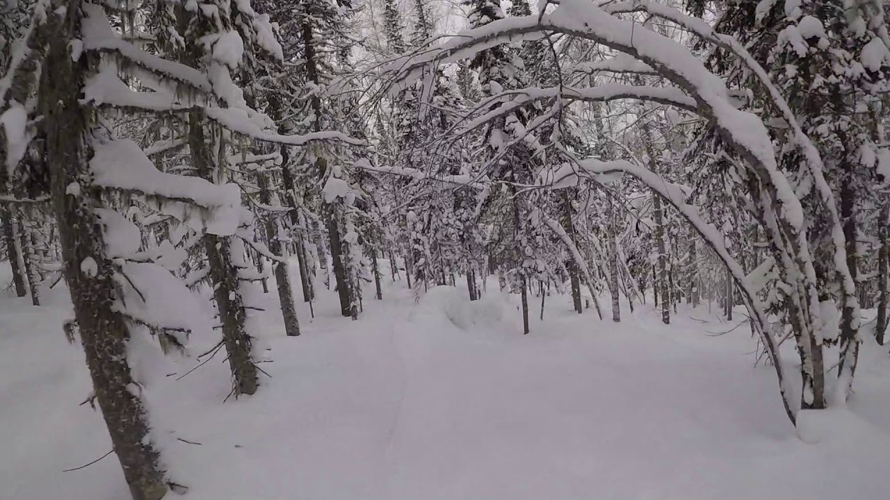 Through the forest - YouTube