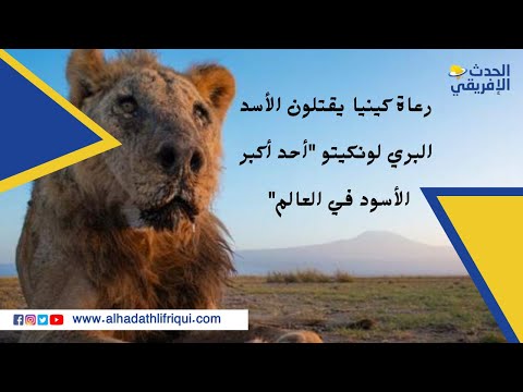رعاة كينيا يقتلون الأسد البري لونكيتو أحد أكبر الأسود في العالم في كينيا