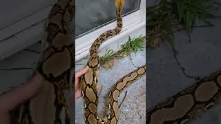 Found a python in my backyard! #floridaman #zookeeper #reptiles #snek #herpetology #pets #python