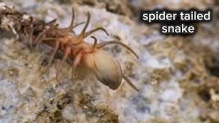 Spider-Tailed Vipers Amazing Camouflage In Irans Desert