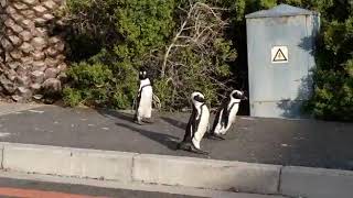 Penguins on the loose in SA’s empty streets