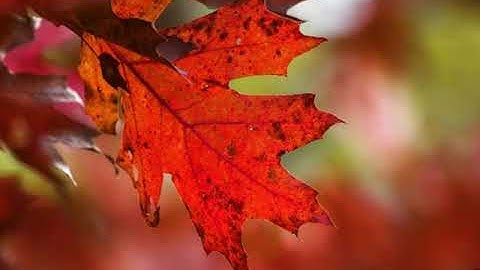 AUTUMN LEAVES - NAT KING COLE