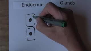 Endocrine System 1, Exocrine and endocrine glands