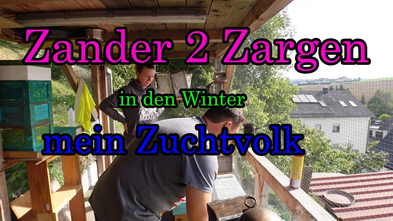 Zander Volk auf 2 Zargen kann der Winter kommen
