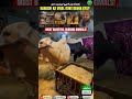 Beautiful Animals Winning Hearts In Karachi | Nazimabad 4 Eid Special