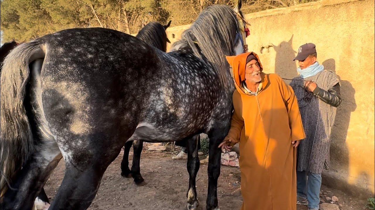 راس سوق عند العربي طويبة وصل العود زرگ الى 11المليون ويستاهل كثر