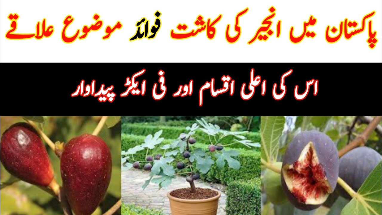Figs Cultivation in PakistanAnjeer ki Pakistan ke medaani alaqon me