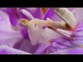 Hymenopus coronatus, Orchid Mantis, L4