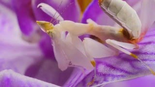 Hymenopus coronatus, Orchid Mantis, L4