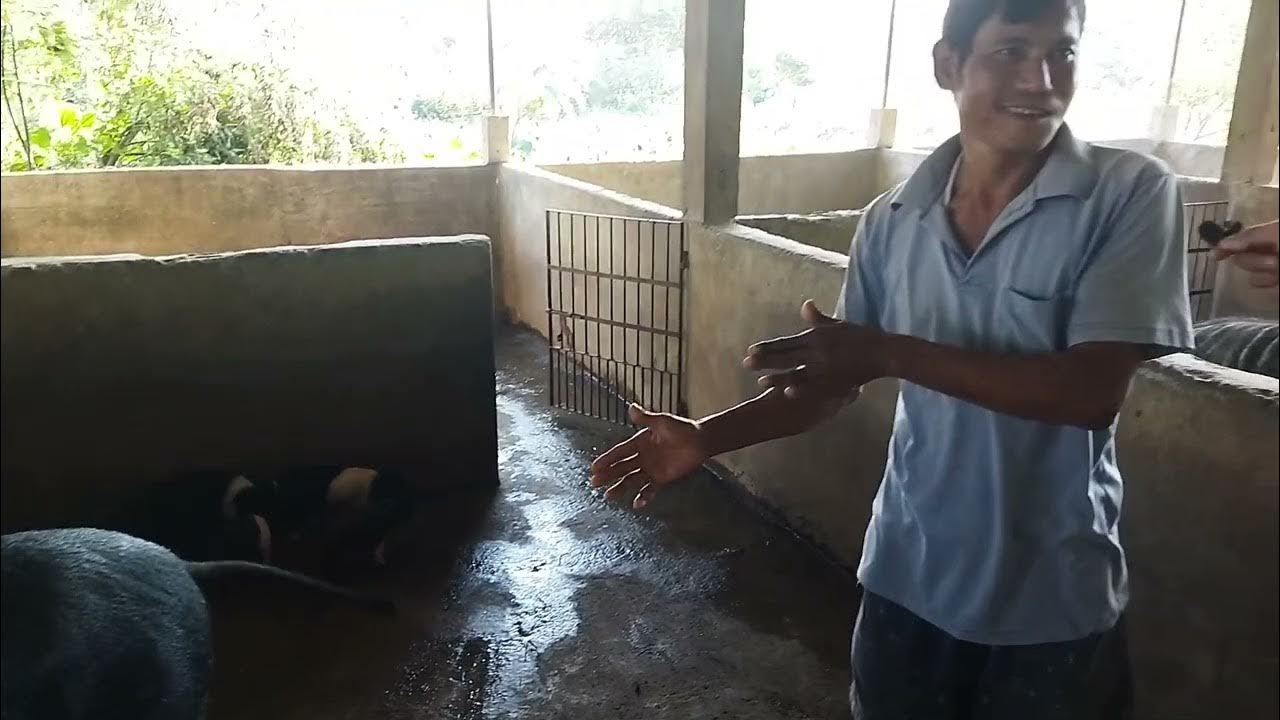 Pig Farm In Assam Hampshire Piglets Contact No 9678393731 YouTube pig-farm-in-assam-hampshire-piglets-contact-no-9678393731-youtube