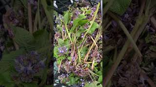 Çiçekli Mancar Topluyoruz Ispıt Zılbıt Zulbut