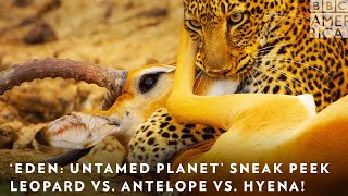 ‘Eden: Untamed Planet’ Sneak Peek: Leopard vs. Antelope vs. Hyena! 🐆 BBC America &amp; AMC