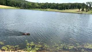 Prime Shorthairs German Shorthair Distance Swim