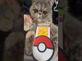 ほこりポケポケ開封 #猫 #ポケポケ #ポケポケ開封チャレンジ