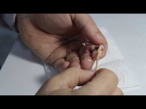 Bir Günlük Yavru Muhabbet Kuşunun Beslenmesi Youtube