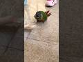 This parrot couldn't resist taking a bath as soon as it saw the water. #birds #shorts #parrots