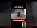 CUTE DOG THAT PRAYS⁉️ YOU HAVE TO SEE THIS #jesus #foryou #dog #prayer #worship #usa #dogshorts