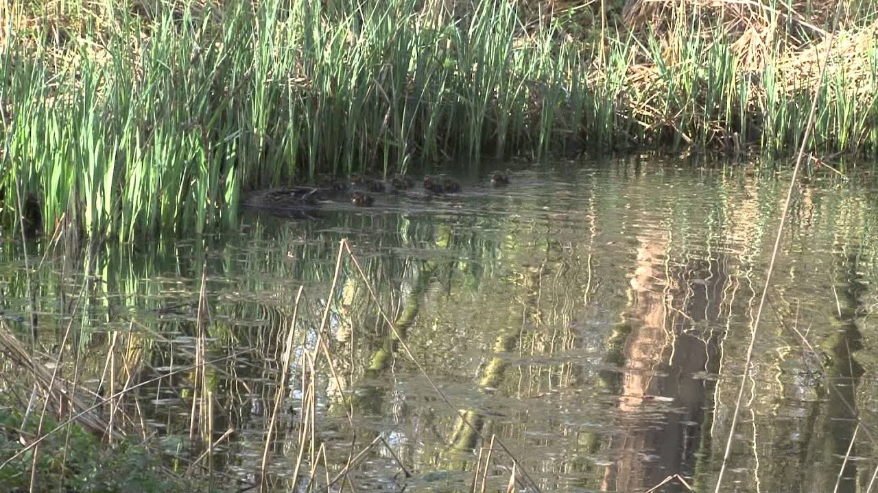 Vroege Vogels - Jonge eendjes