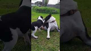 3 Best Friends That Anyone Can Have