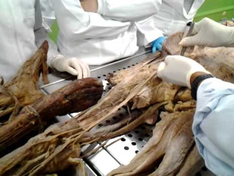 Sintomas de desgarro muscular en el brazo