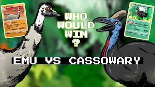 Emu vs Cassowary: Who would win in a fight?