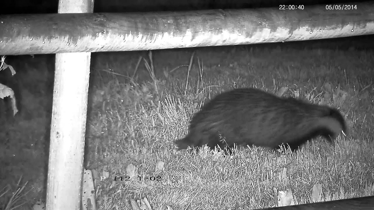 badger animal habitat Badger Getting The Worm !