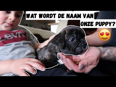 Video: Deze Dappere Hond Toont De Kracht Van Familie
