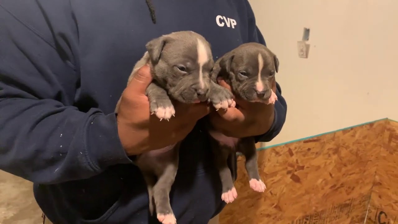 Puppies For Sale! Male And Female American Bullies 3 Weeks Old! YouTube