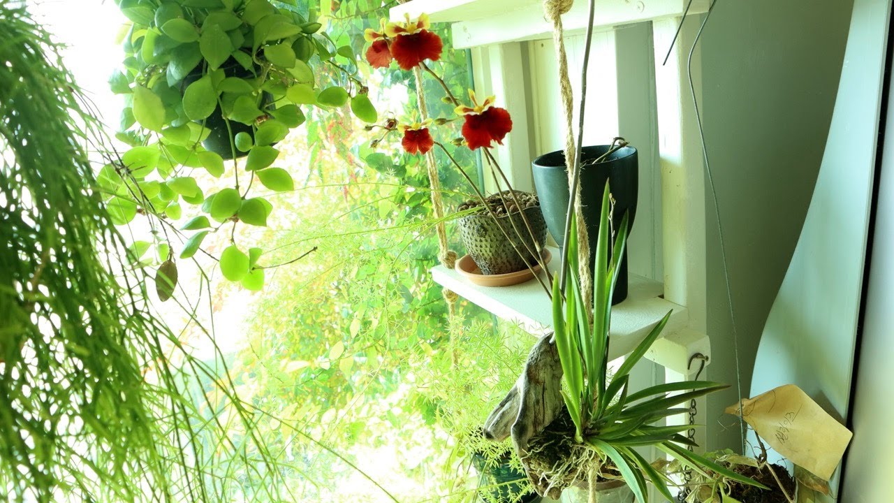 [ 새뜰 정원 ] 눈부신 새해 정원 | 투룸니아, 소니아툼, 호피 알로카시아, 레드벨벳 난, 안스리움