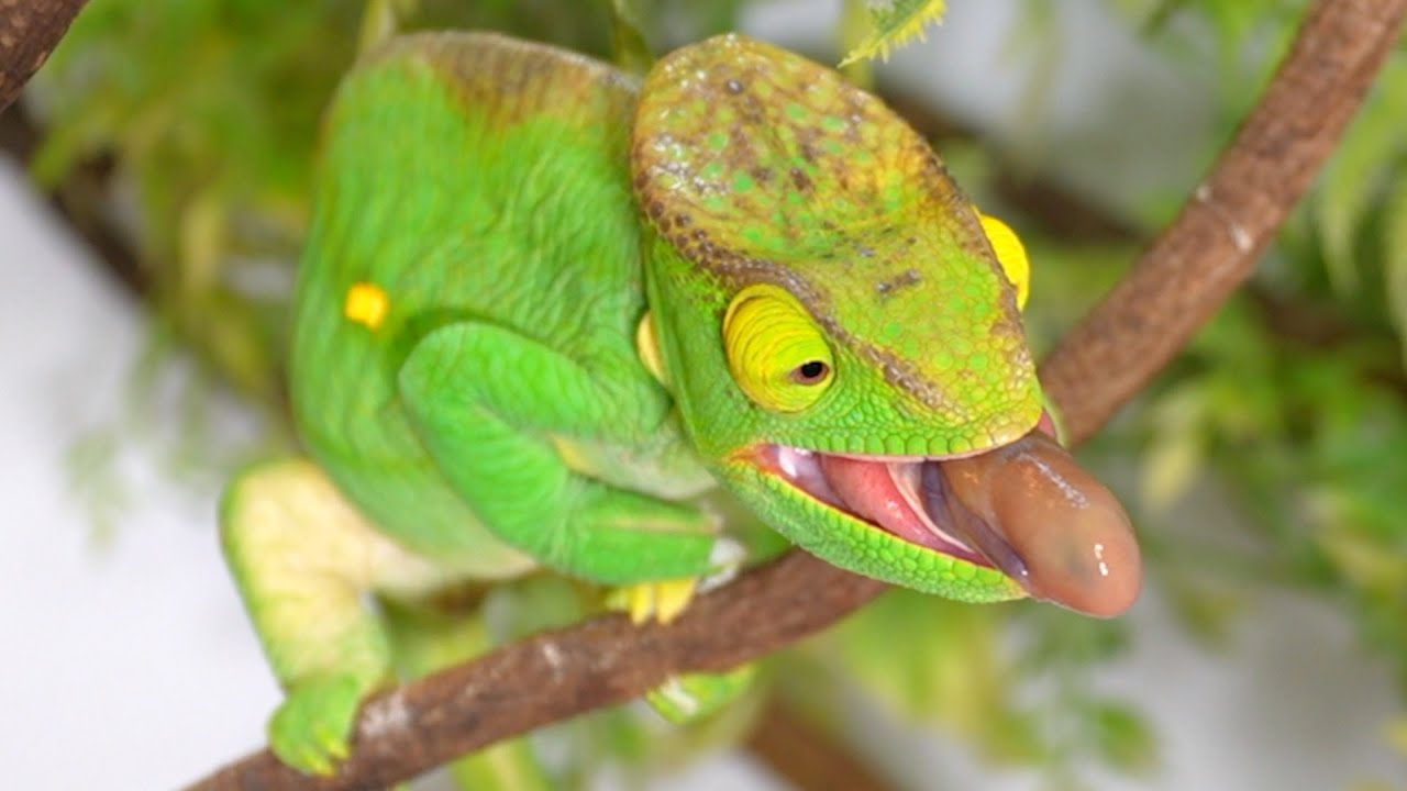 Parson Chameleon girls are cute after all ♡ - YouTube