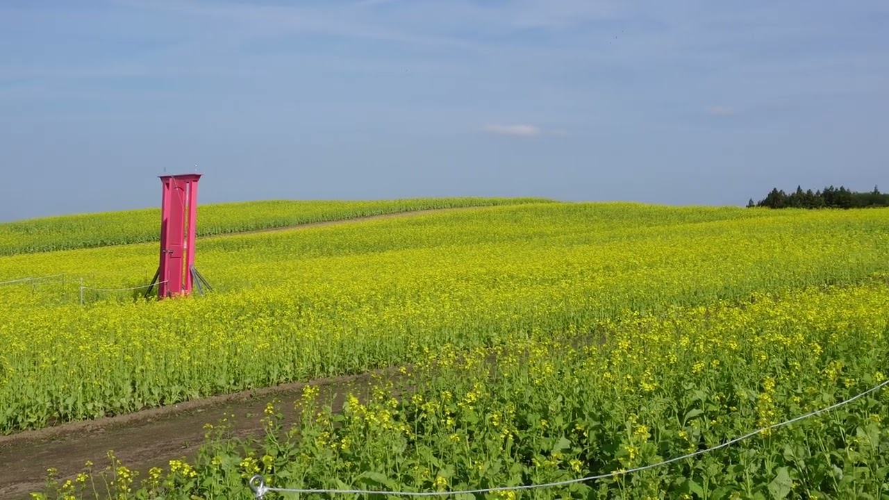 2025.6.2 やくらいガーデンで満開のネモフィラと菜の花を観てきた