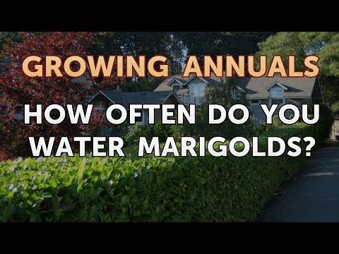 How Often Do You Water Marigolds?