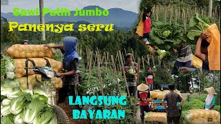 KESERUAN PANEN SAWI PUTIH JUMBO , LANGSUNG DIANGKUT KE PASAR