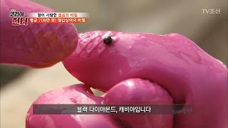 상어 몸속에서 찾은 블랙 다이아몬드! [뉴 코리아 헌터] 40회 20170306