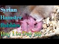 CUTEST SYRIAN HAMSTER BABIES-DAY 1 TO DAY 30
