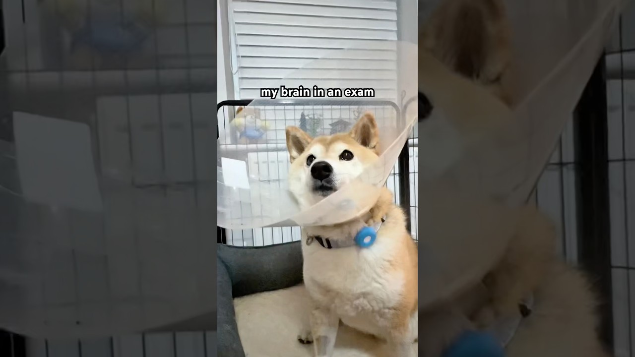 flip flap floebedoebedap dawg 