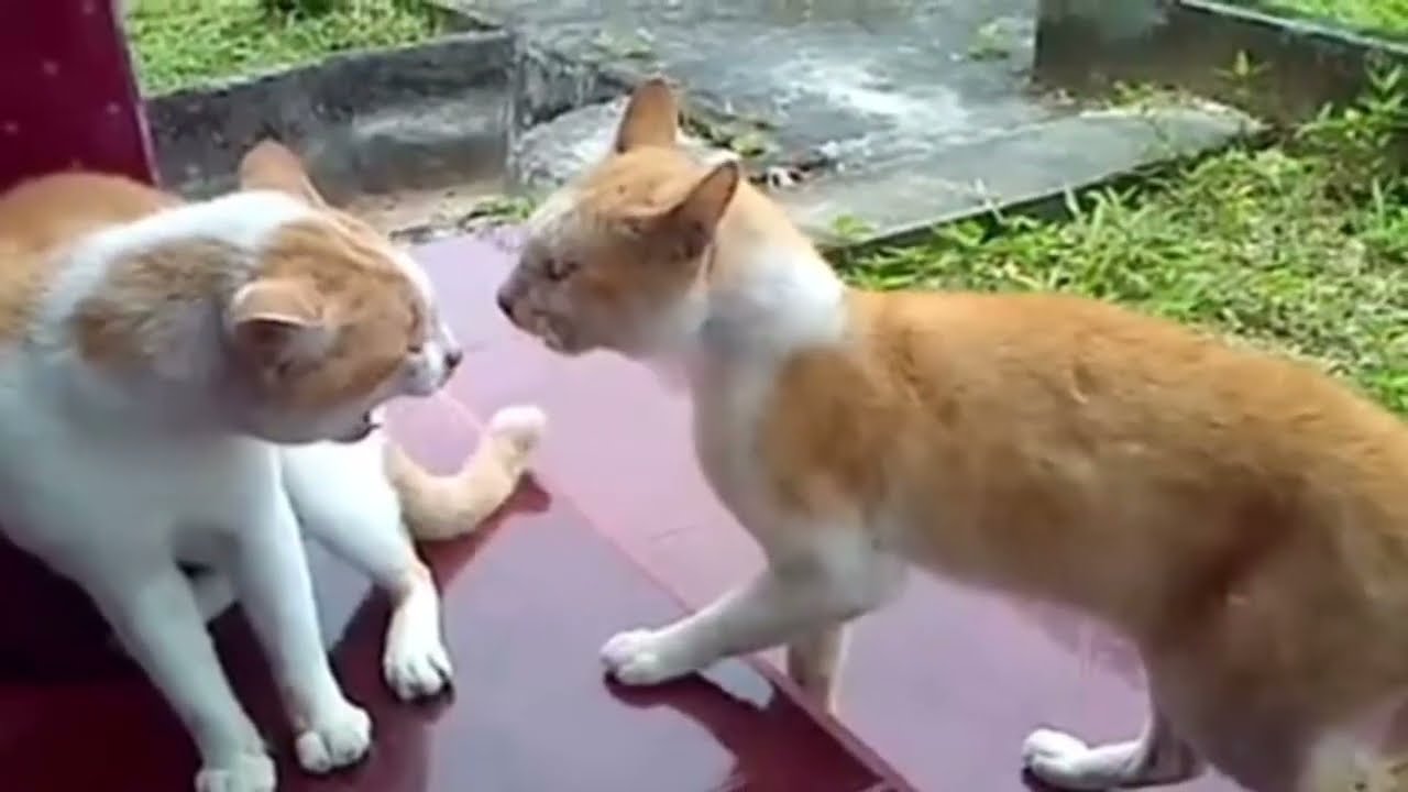 The sound of cats fighting over territory, who will win? 