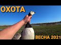 🏕Охота на Гуся,Селезня,Вальдшнепа.Весна 2021г.