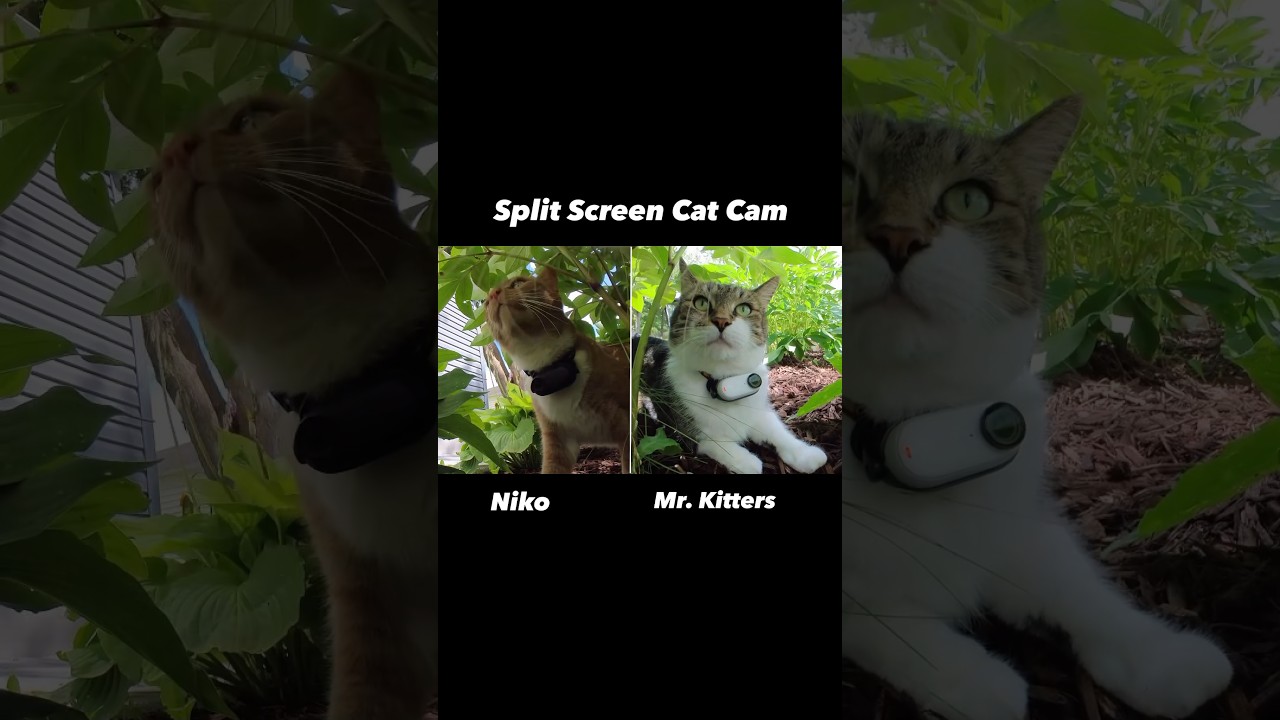 Split Screen Cat Cam courtesy of Mr. Kitters and Niko 📣🐈 
