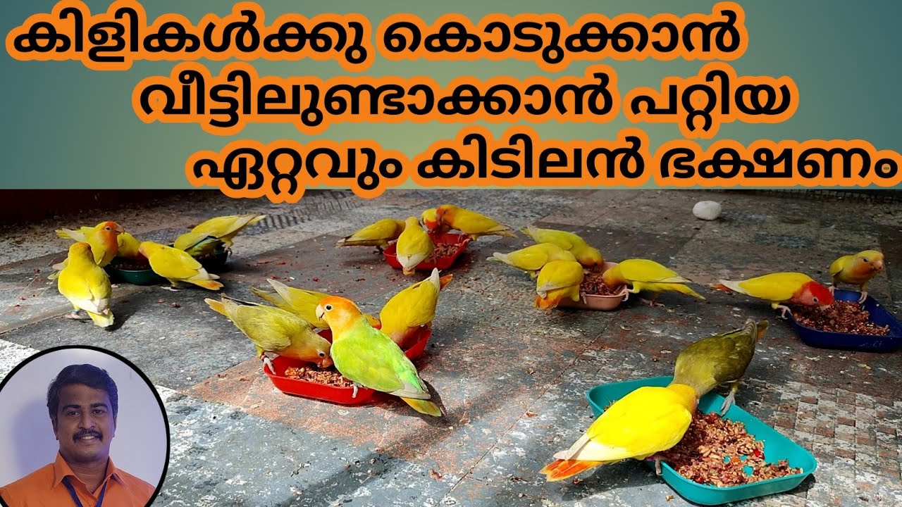 Best Home Made Food For Birds Bird Food At Home How To Make Bird Food best-home-made-food-for-birds-bird-food-at-home-how-to-make-bird-food